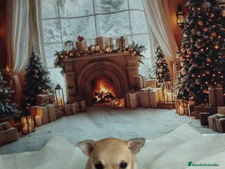 Chihuahua perros Chihuahuas toy cabeza de manzana - Anuncio 1