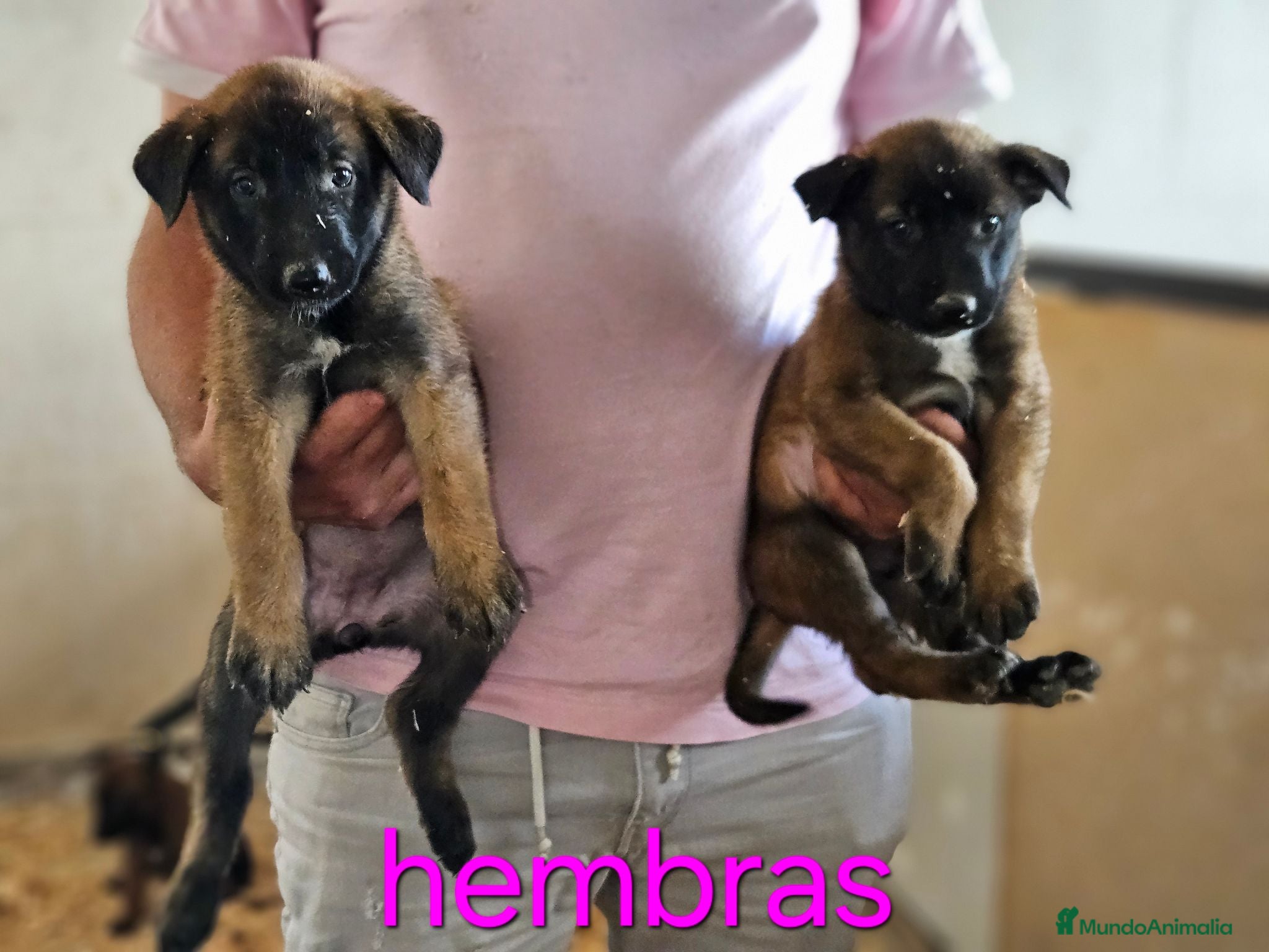 Pastor Belga Malinois perros Cachorros malinois - Anuncio 2