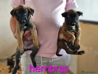 Pastor Belga Malinois perros Cachorros malinois - Anuncio 2