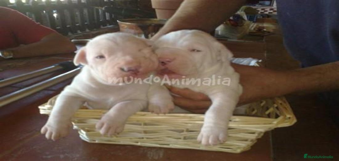 Imagen de galería {{count}}