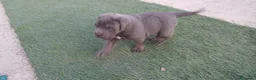 Cane Corso perros en venta: Cane corso  - Anuncio 3