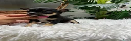Chihuahua perros en venta: CHIHUAHUA  - Anuncio 7