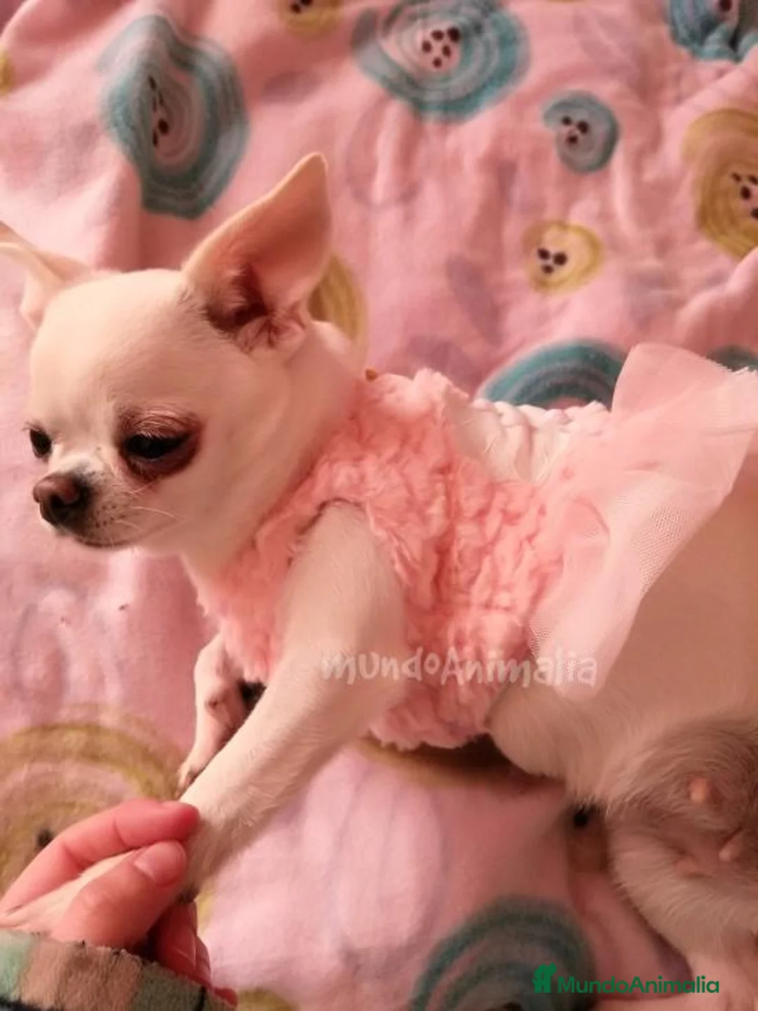 Imagen de galería {{count}}