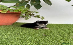 Pomerania perros en venta: POMERANIA HEMBRA DISPONIBLE - Imagen 11