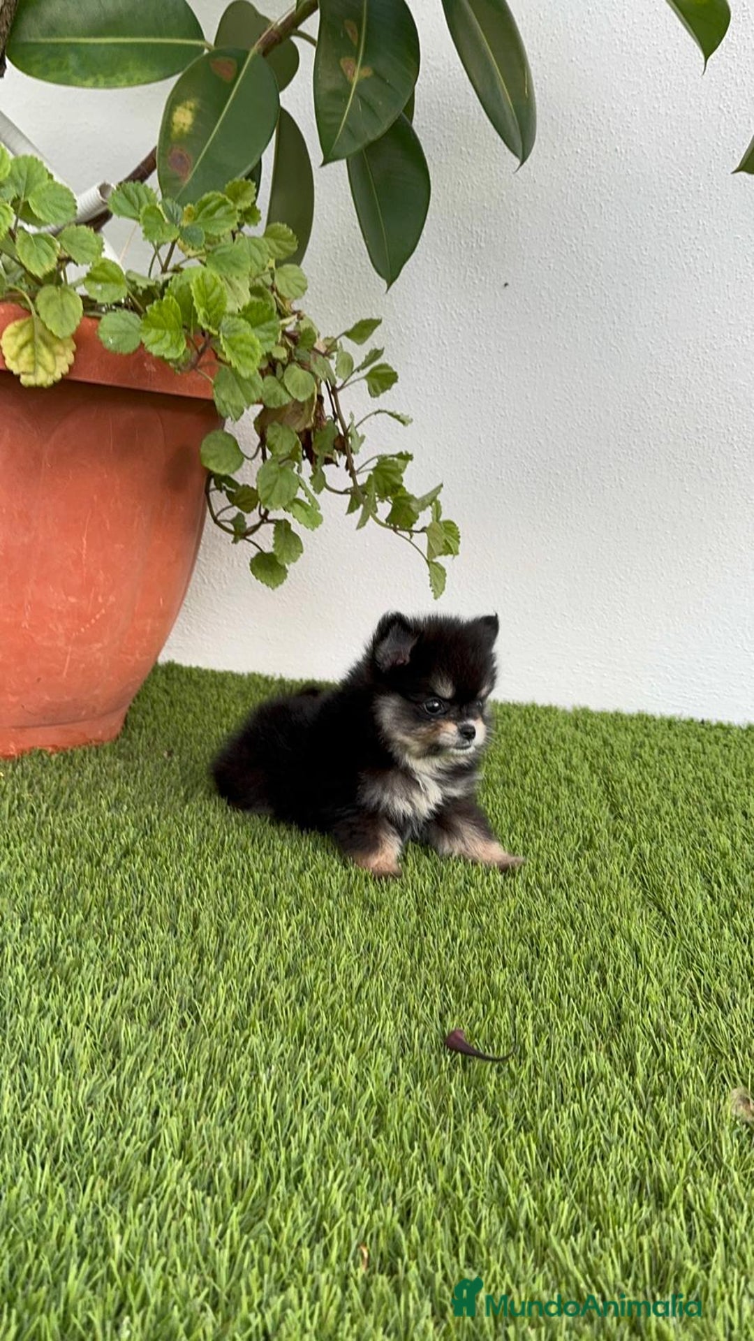 Pomerania perros en venta: POMERANIA HEMBRA DISPONIBLE - Imagen 11