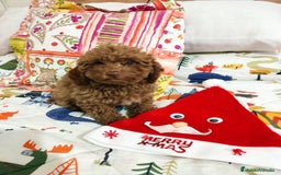 Caniche Toy perros en venta: Camada caniches toy - Anuncio 3