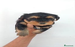 Yorkshire Terrier perros en venta: Yorkshire Terrier Standar  - Imagen 1