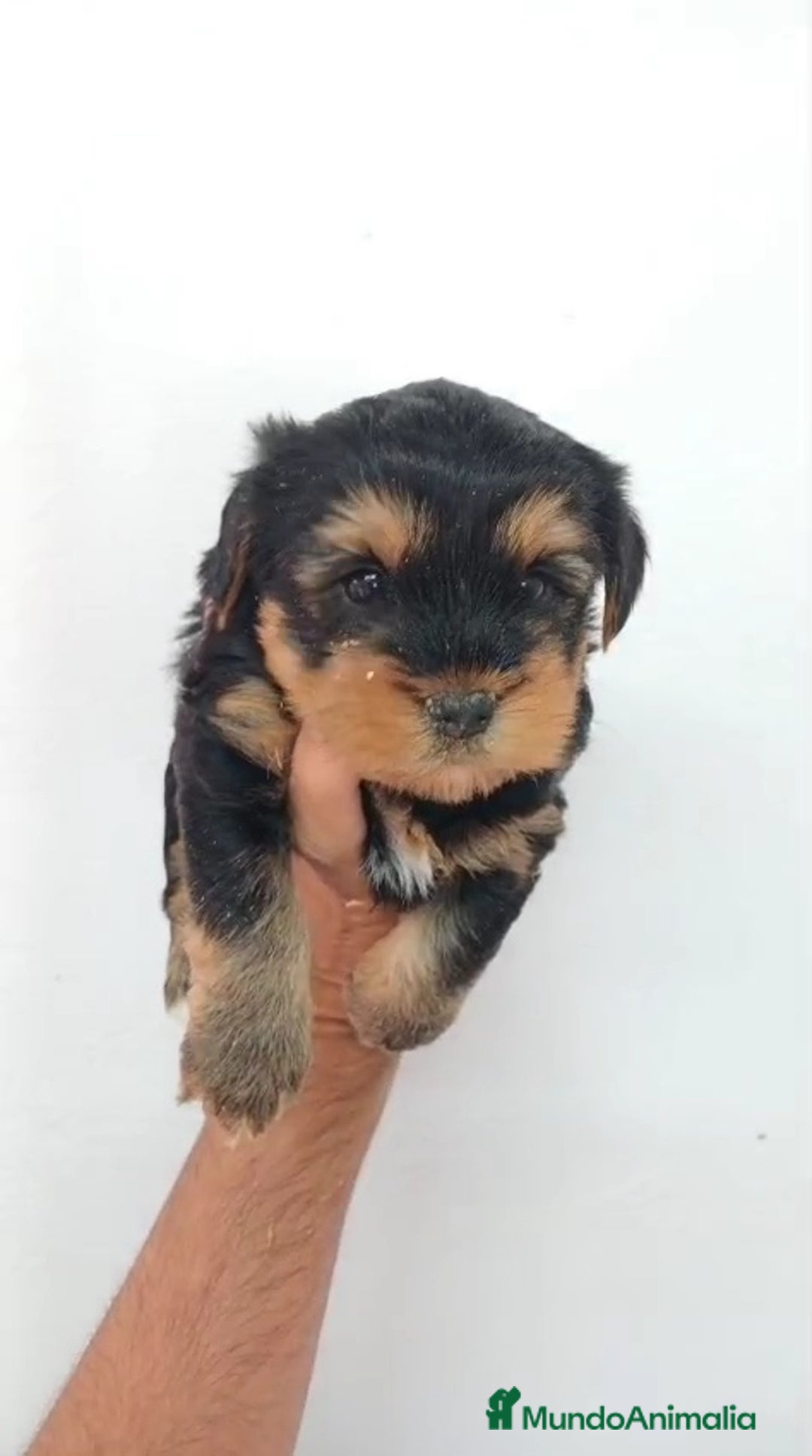 Yorkshire Terrier perros en venta: Yorkshire Terrier Standar  - Imagen 1