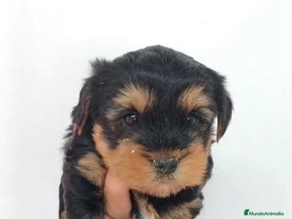 Yorkshire Terrier perros - Anuncio 8
