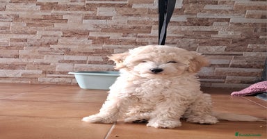Caniche Enano perros - Anuncio 4