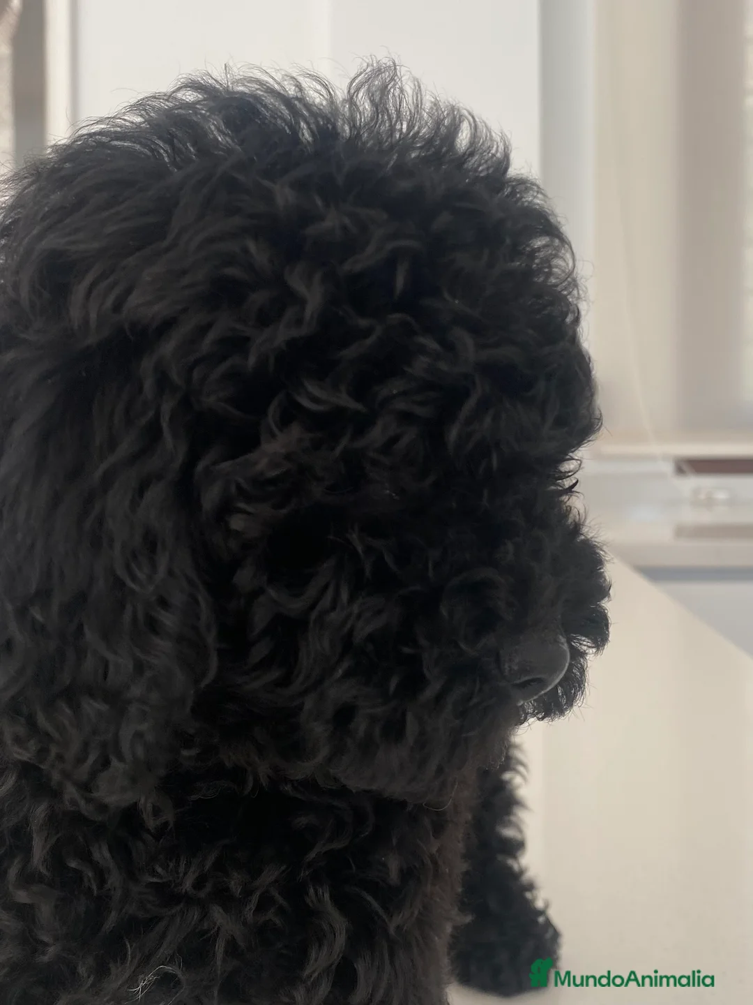 Caniche Toy perros en venta: Caniche toy hembra  - Anuncio 4