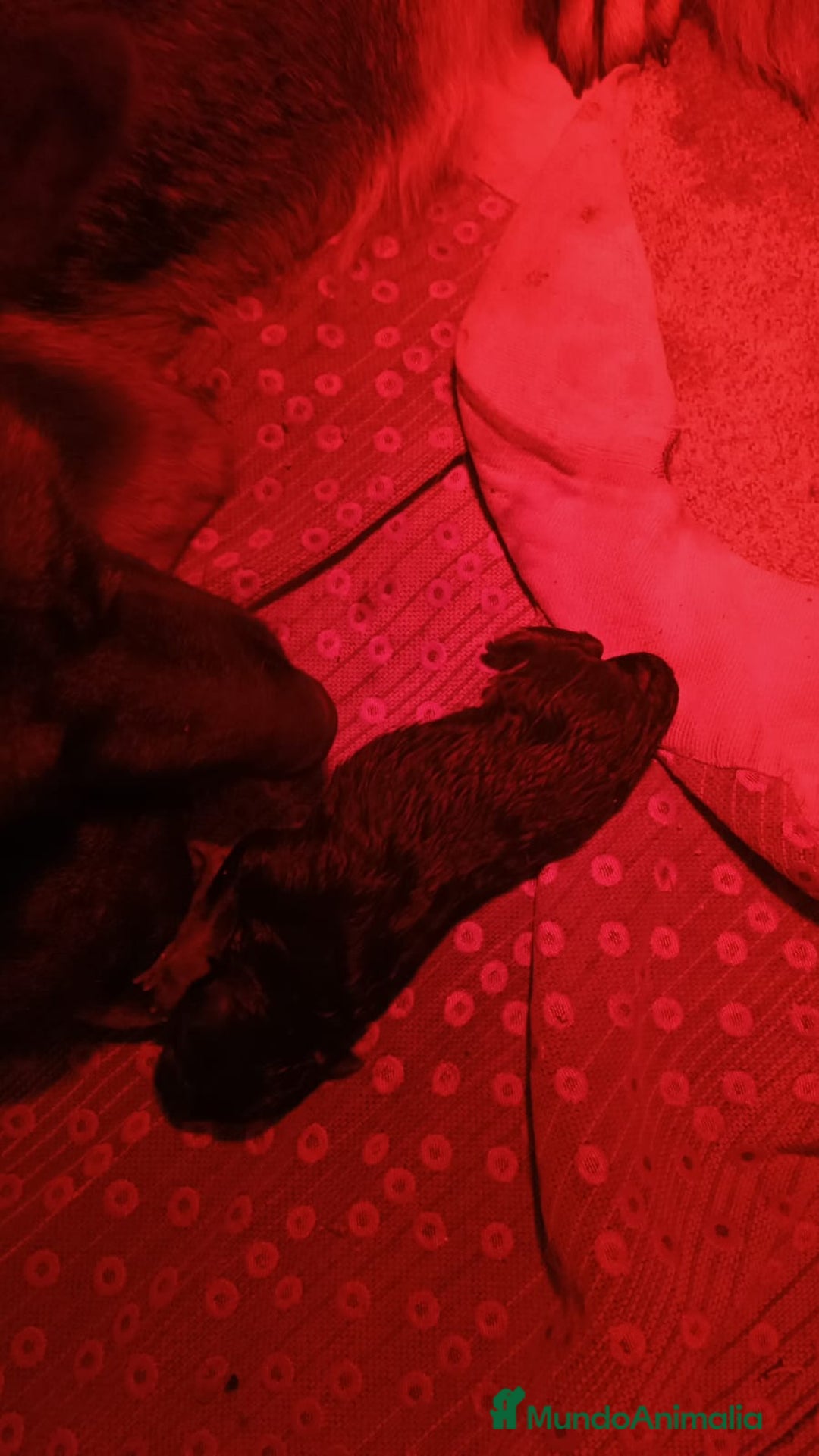 Pastor Alemán perros en venta: pastor alemán negro sólido belleza - Anuncio 7