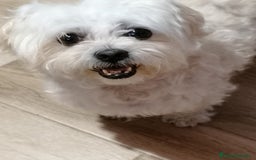 Raza Mixta perros en venta: Bichón habanero bichón maltess - Imagen 2