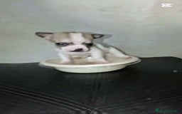 Chihuahua perros en venta: HEMBRITA TOY CHIHUAHUA BICOLOR CABEZA DE MANZANA  - Imagen 1