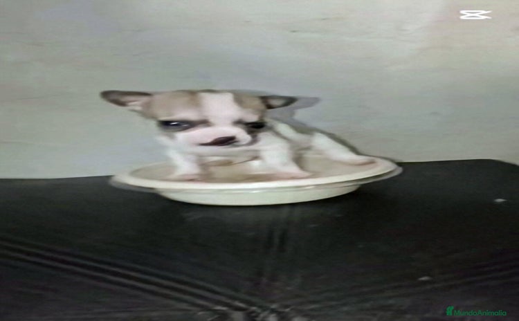 Chihuahua perros - Anuncio 1