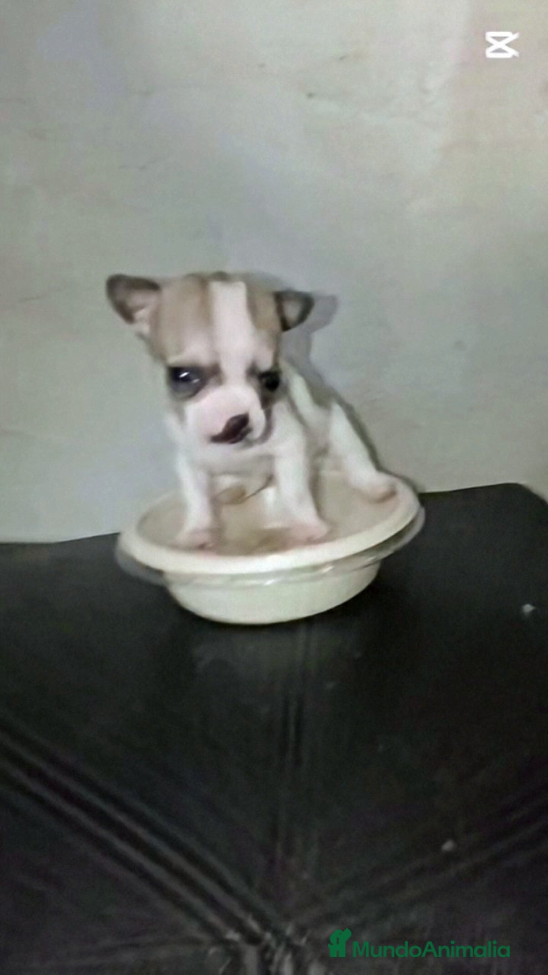 Chihuahua perros en venta: HEMBRITA TOY CHIHUAHUA BICOLOR CABEZA DE MANZANA  - Imagen 1