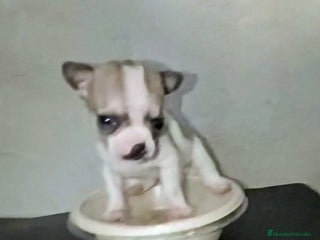 Chihuahua perros - Anuncio 34