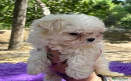 Bichón Maltés perros en venta: Bichon coreana  - Imagen 3