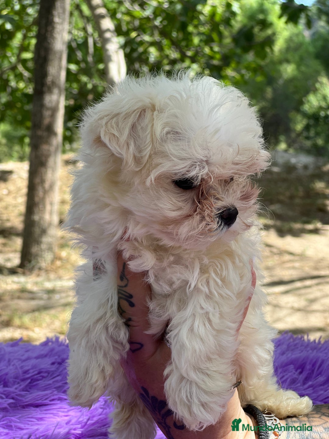 Bichón Maltés perros en venta: Bichon coreana  - Imagen 3