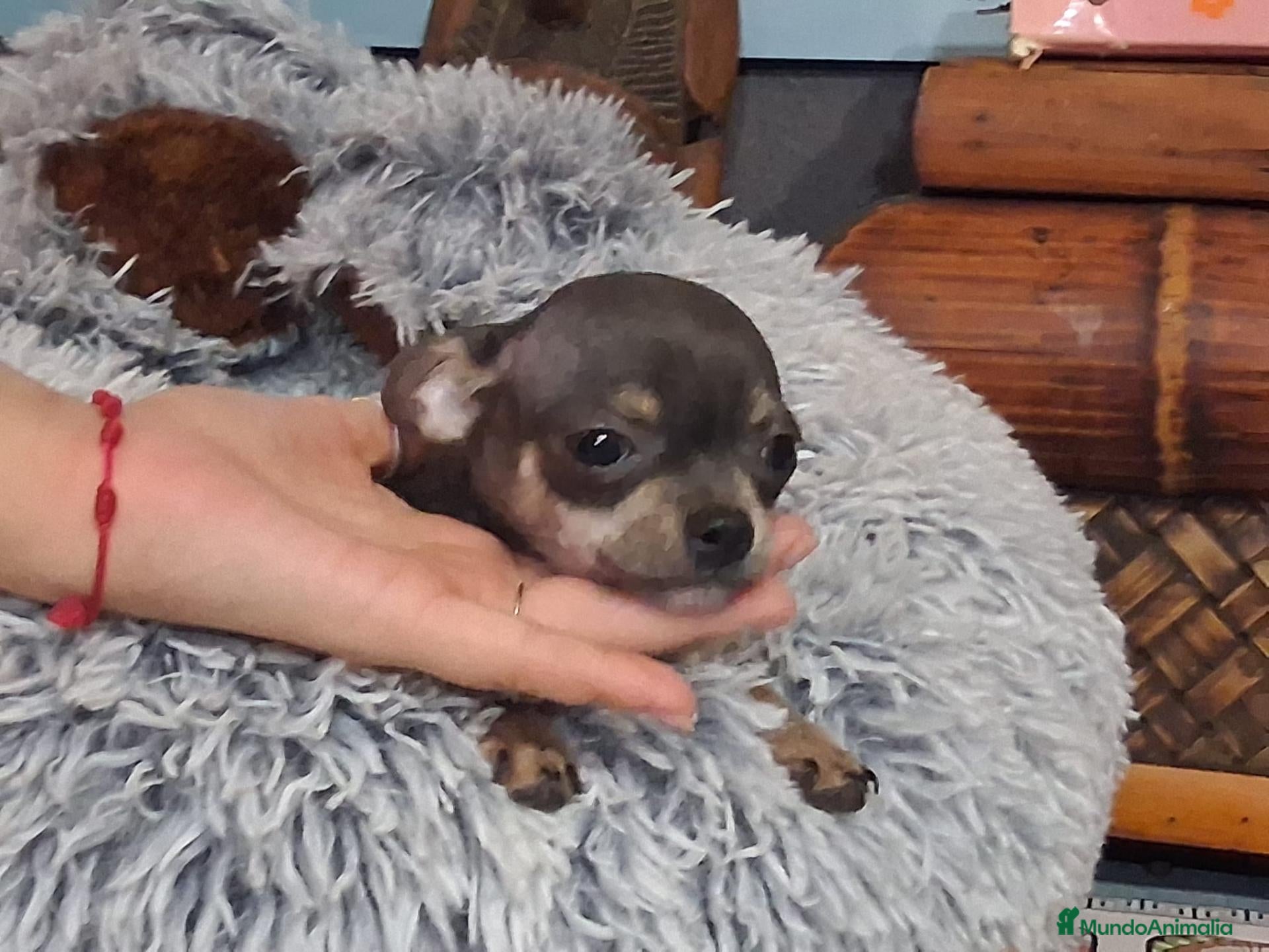Chihuahua perros Hembras de chihuahua muy pequeña  - Anuncio 7