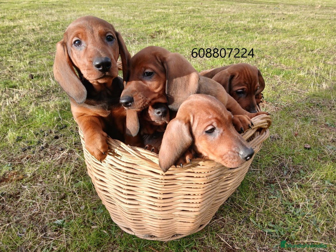 Teckel perros en venta: Cachorros Teckel - Anuncio 1