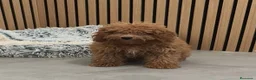 Caniche Toy perros en venta: Caniche Toy Apricot 🐩♂️ - Anuncio 10