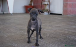 Pequeño Lebrel Italiano perros en venta: 🐾 Sirius y Selena – Galgos italianos blue 🐾 - Imagen 4