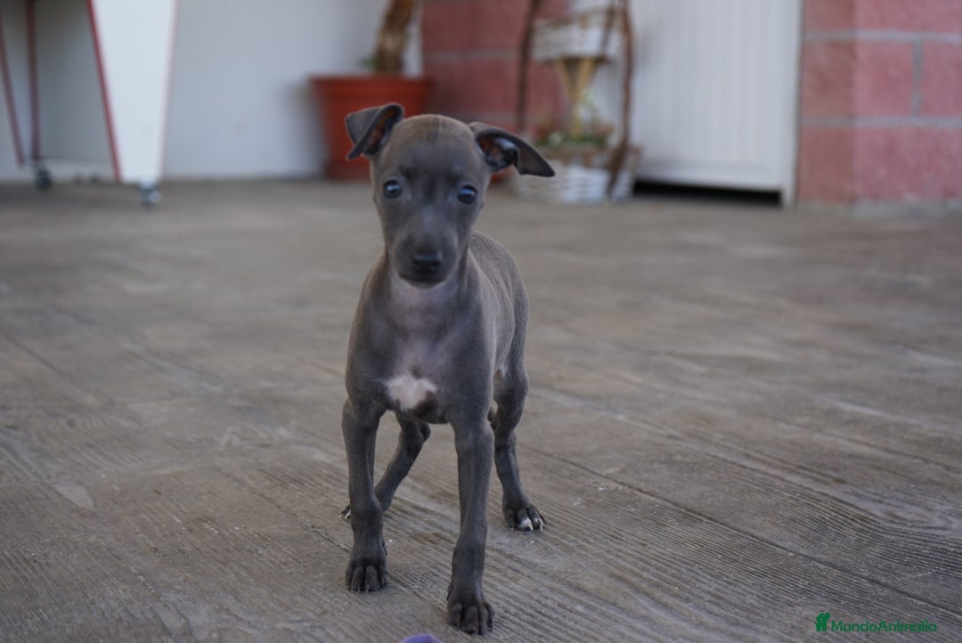 Pequeño Lebrel Italiano perros en venta: 🐾 Sirius y Selena – Galgos italianos blue 🐾 - Imagen 4