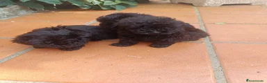 Caniche Toy 1