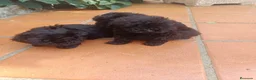 Caniche Toy perros en venta: Caniche toy hembra negros - Anuncio 2
