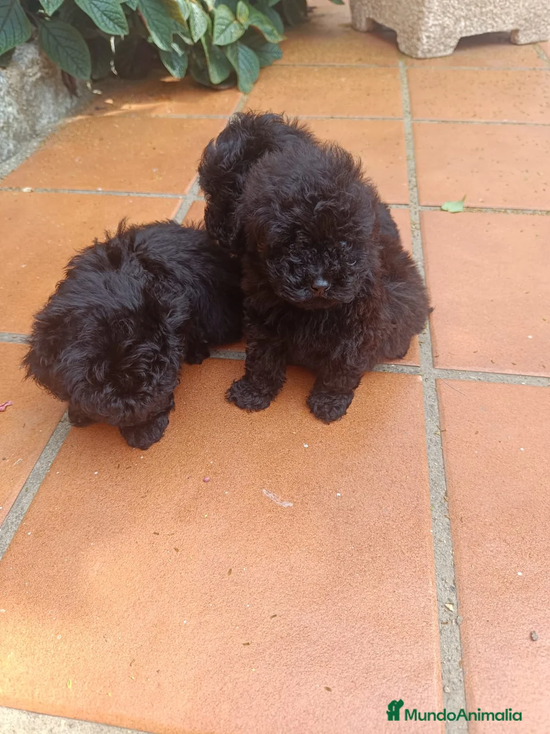 Caniche Toy perros en venta: Caniche toy hembra negros - Anuncio 2