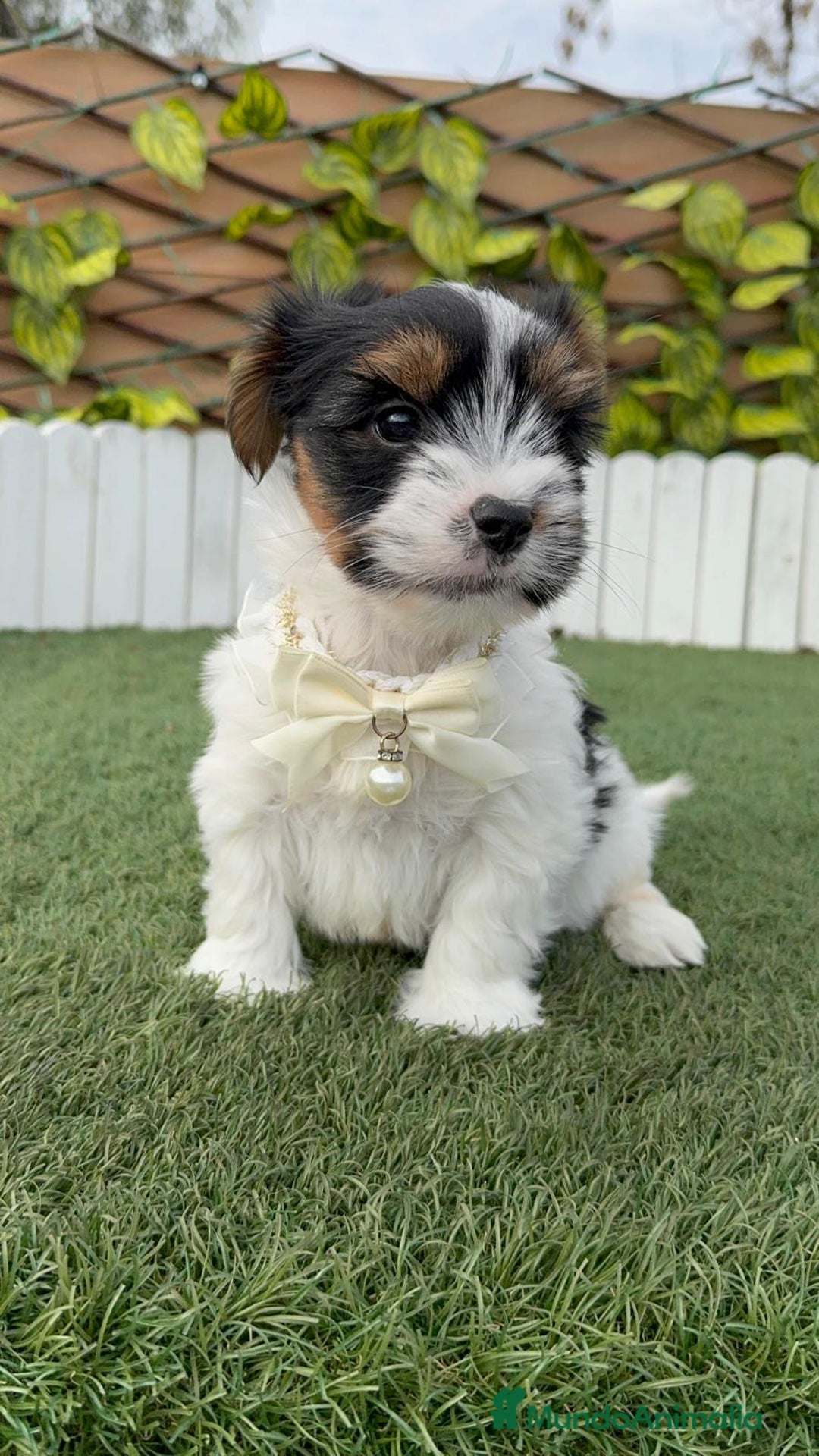 Yorkshire Terrier perros en venta: YORKSHIRE BIEWER - Anuncio 1