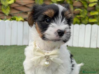 Yorkshire Terrier perros YORKSHIRE BIEWER - Anuncio 1