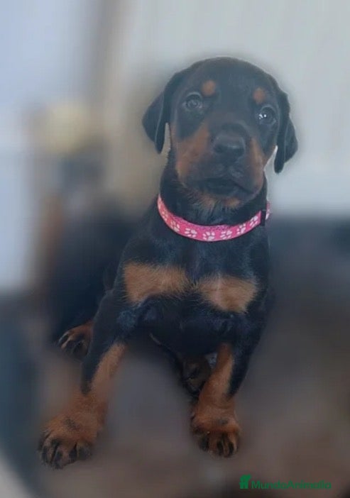 Dobermann perros CACHORRO DE DÓBERMAN  - Anuncio 1