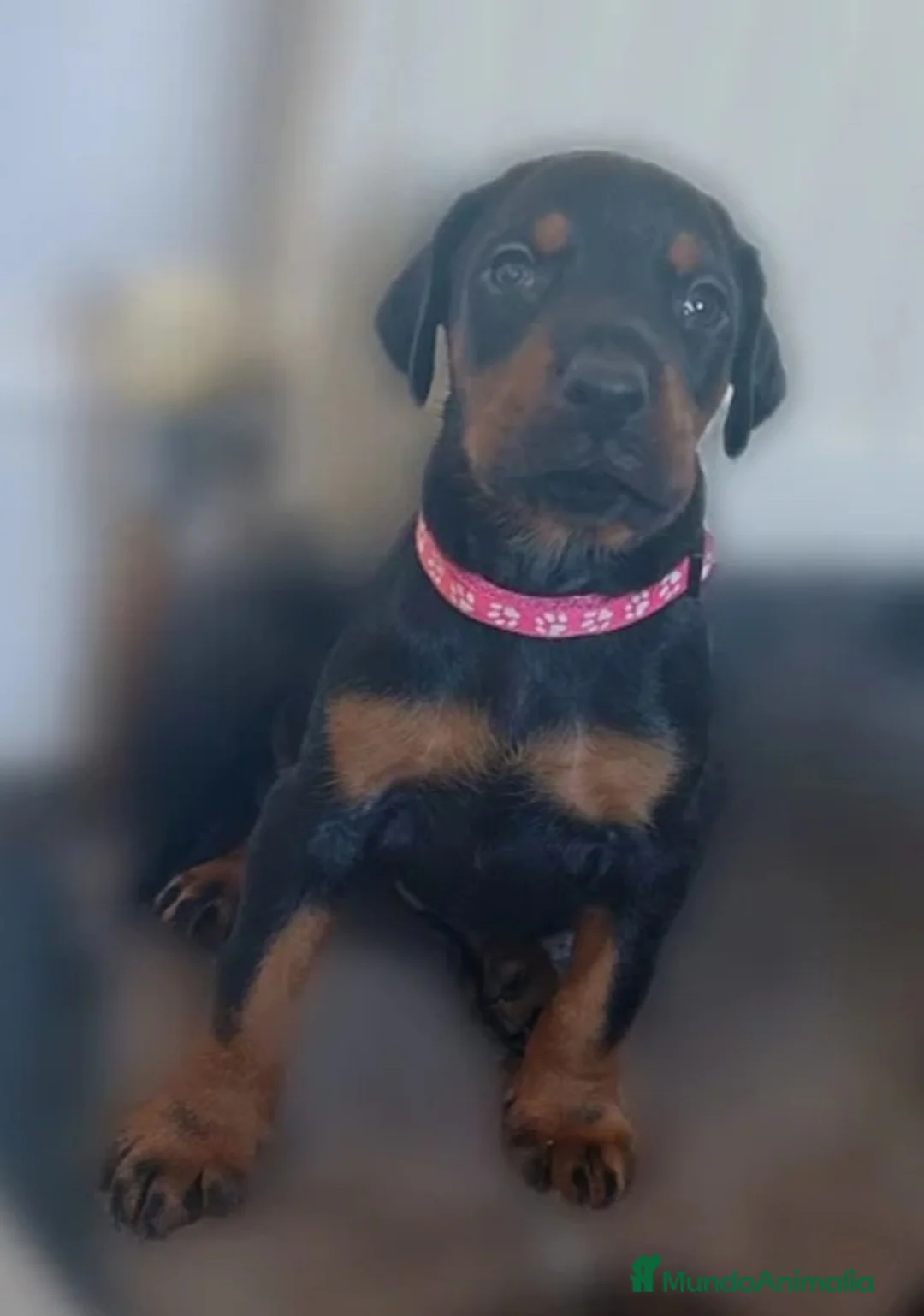 Dobermann perros en venta: CACHORRO DE DÓBERMAN  - Anuncio 1