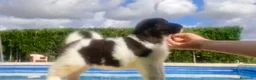 Akita Inu perros en venta: Akita inu  - Anuncio 4
