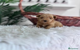 Maltipoo perros en venta: MALTIPOO - Imagen 12
