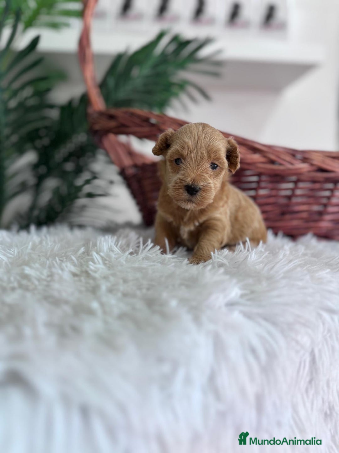 Maltipoo perros en venta: MALTIPOO - Imagen 12