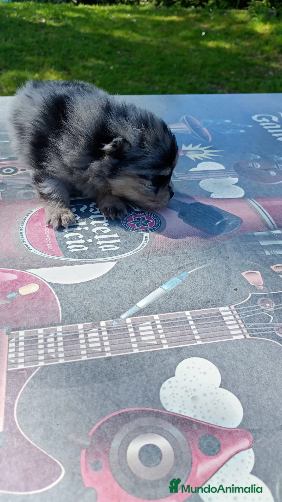 Pomerania perros en venta: Pomerania  - Anuncio 2