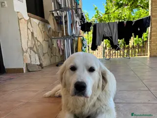 Golden Retriever perros GOLDEN RETRIEVER ESPECTACULAR CAMADA - Anuncio 1