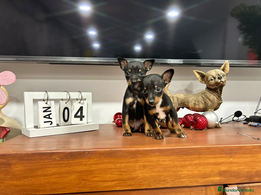 Ratón de Praga perros en venta: Ratón de Praga  - Anuncio 2