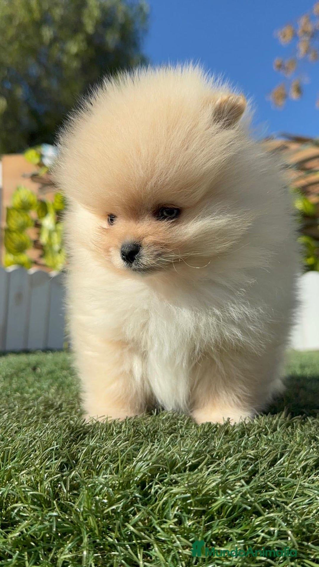 Pomerania perros en venta: POMERANIA CARA DE OSITO - Anuncio 2