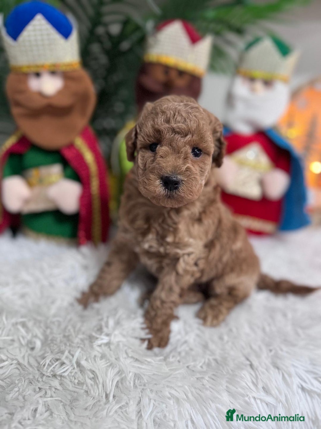 Caniche Toy perros en venta: CANICHE TOY - Anuncio 15