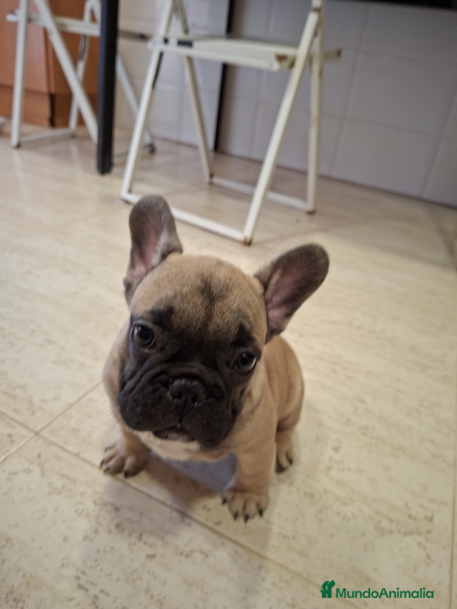 Bulldog Francés perros Último bulldog francés Fawn !! - Anuncio 1