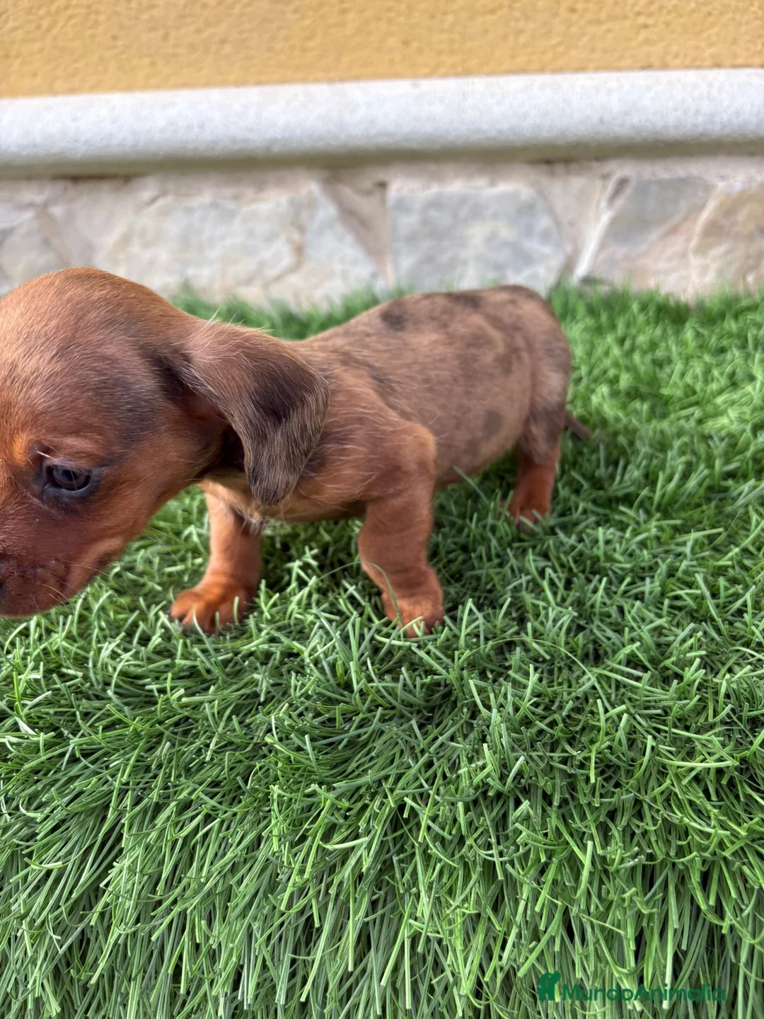 Teckel Miniatura perros en venta: Teckel Kaninchen merle chocolate diluido  - Anuncio 14