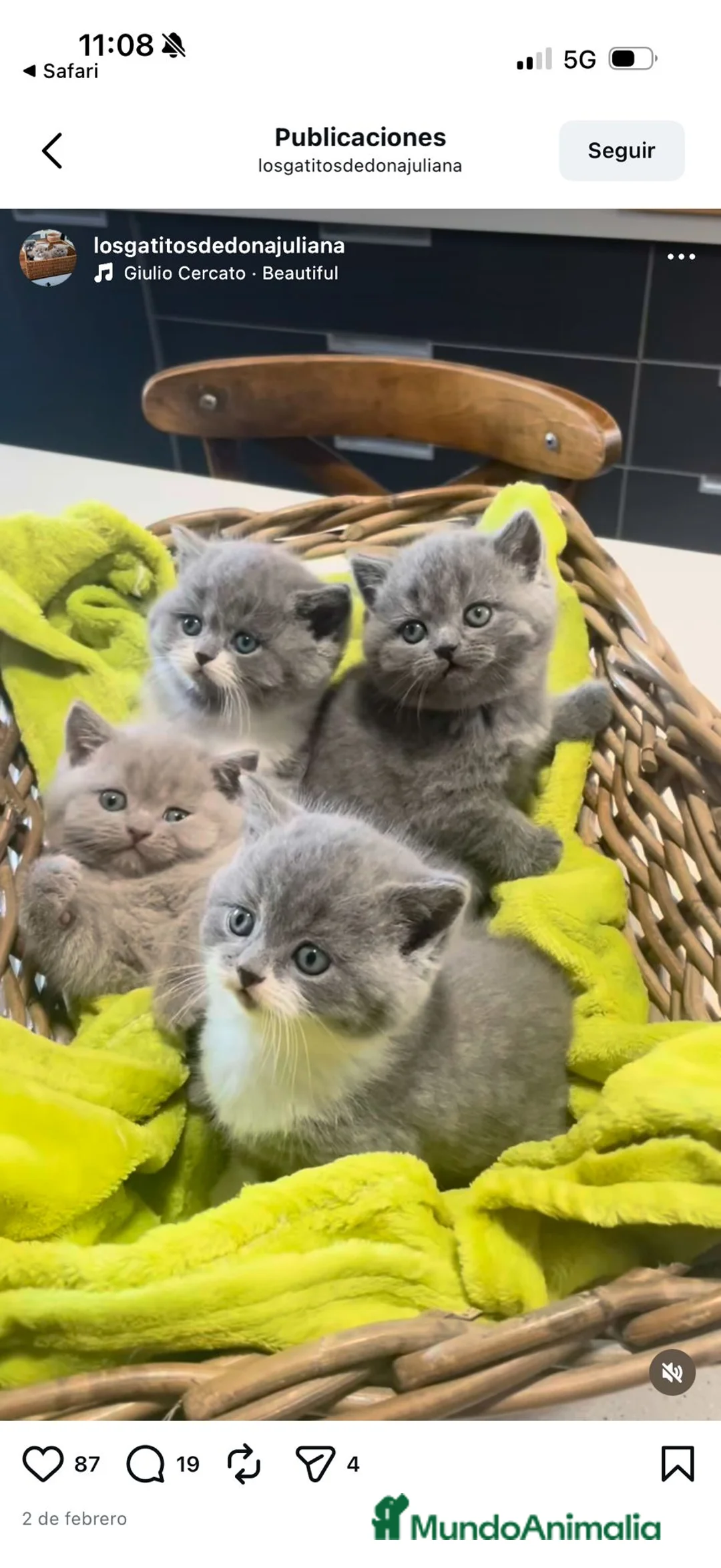 Británico de Pelo Corto gatos en venta: British shorthair Lilac sólido  - Anuncio 1