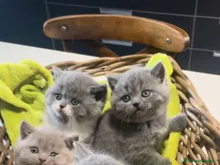 Británico de Pelo Corto gatos British shorthair Lilac sólido - Anuncio 2