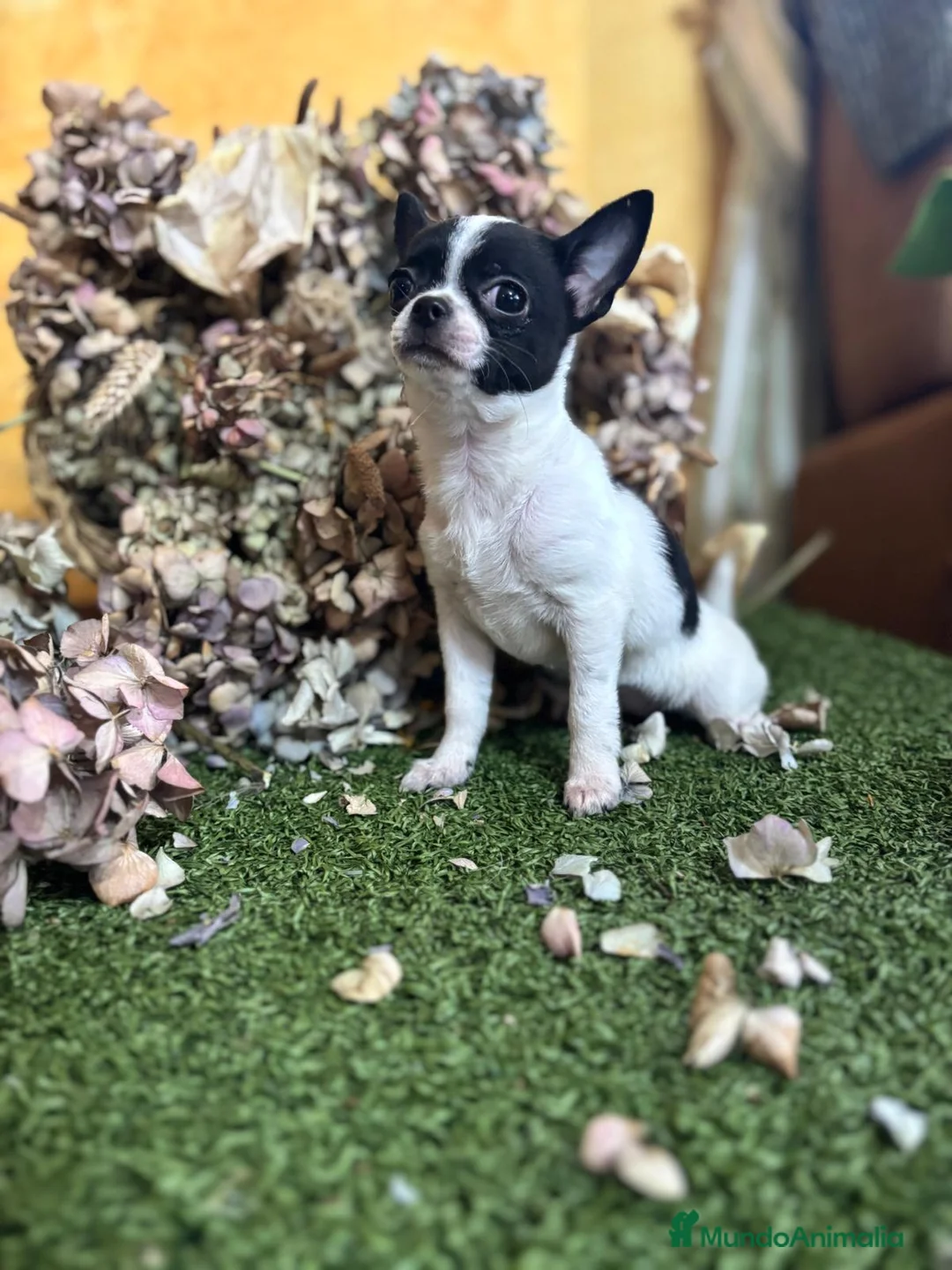 Chihuahua perros en venta: Chihuahua mini lista para entregar !! - Anuncio 1