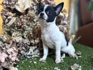 Chihuahua perros Chihuahua mini lista para entregar !! - Anuncio 1