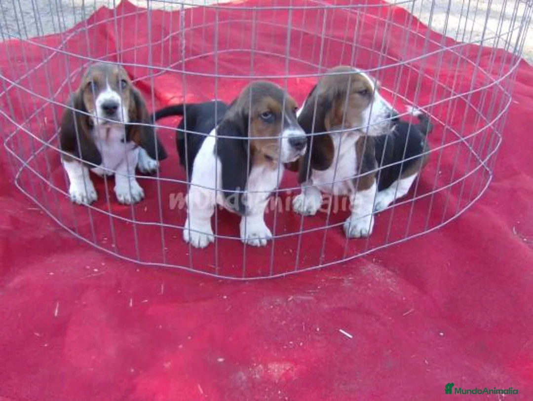 Imagen de galería {{count}}